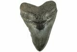 Serrated, Fossil Megalodon Tooth - South Carolina #226451-1